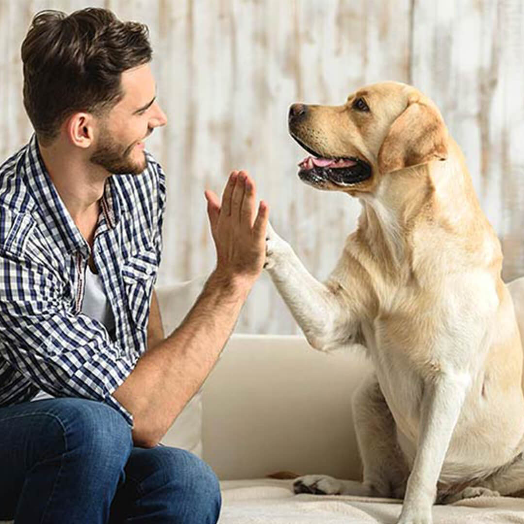 Mastering the Art of Dog Training: Proven Tips for a Well-Behaved Canine Companion